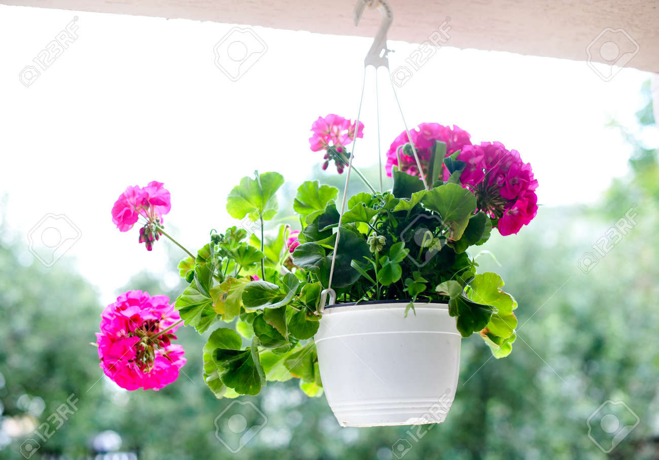 outdoor flowerpot pink flowers in white hanging flower pot stock