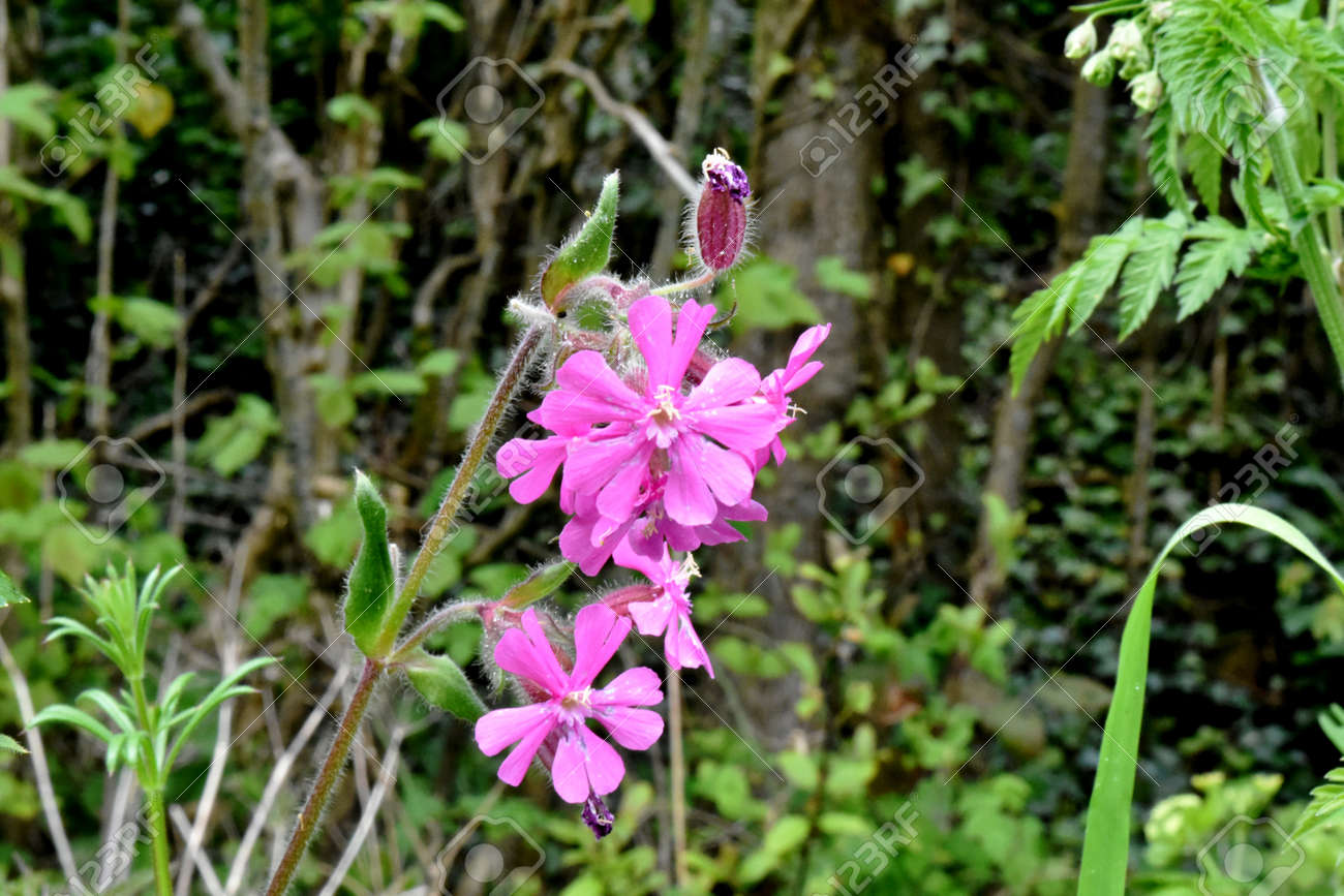 Close Up Of Flowers Of Red Campion Silene Dioica Stock Photo Picture And Royalty Free Image Image 84926875