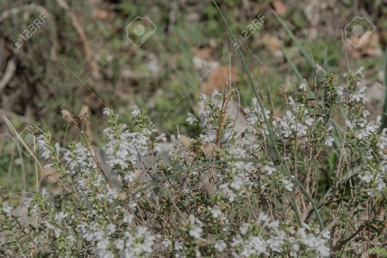 野生タイム 胸腺の Serpyllum 白い花が植えられた傾斜 スリム 茎を傾斜 Ramous 小さな葉 小さな花 色によって異なります白紫ピンク 開花は 4 月と 9 月の間行われます チレント イタリア の写真素材 画像素材 Image 野生タイム 胸腺の Serpyllum 白い花が植えられた傾斜 スリム 茎を傾斜 Ramous 小さな葉 小さな花 色によって異なります白紫ピンク 開花は 4 月と 9 月の間行われます チレント イタリア の写真素材 画像素材 Image