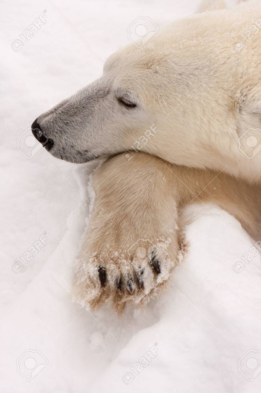 雪の中で前足に頭とアダルト シロクマのクローズ アップの写真
