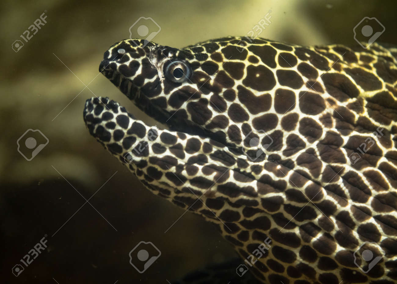 Anguila Morena Gymnothorax Favagineus Con La Boca Abierta Pez Tambien Conocida Como La Morena De Leopardo La Morena De Tesela O La Morral De Panal En La Familia Muraenidae Que Muestra Dientes