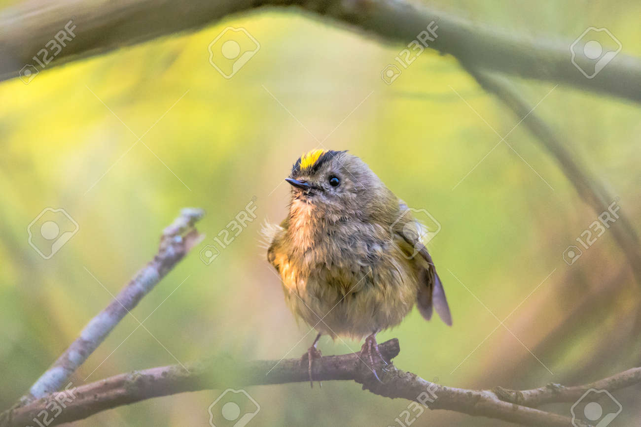 Goldcrest Regulus Regulus Plumes ébouriffantes Le Plus Petit Oiseau De Grande Bretagne Dans La Famille Des Sylviidae Mouille Après Avoir