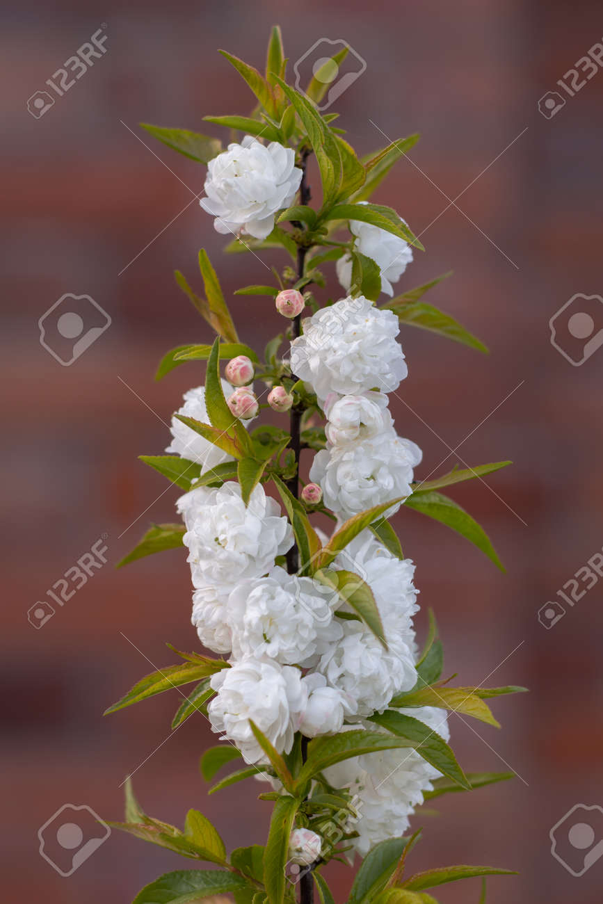 ミレニアム スタジアムやビュート公園から川 Taff 家族のバラ科 別名中国の梅とドワーフ開花アーモンド中国原産の観賞用の低木に咲く花 の写真素材 画像素材 Image