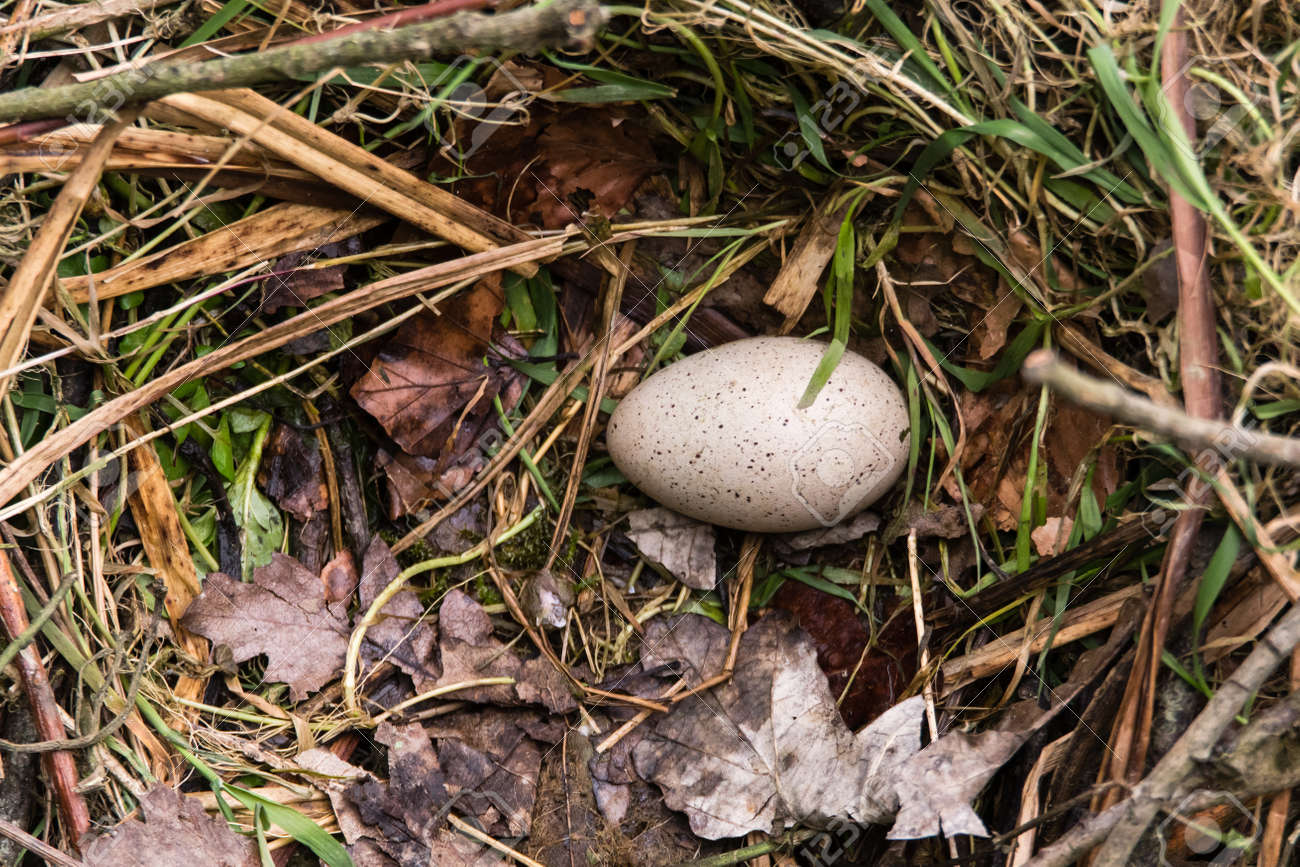巣の中の卵はオオバン アフリカマイマイ Atra 草や葉 家族クイナで鳥の並ぶ棒切れで作った巣に 1 つの斑点のある卵 の写真素材 画像素材 Image 巣の中の卵はオオバン アフリカマイマイ Atra 草や葉 家族クイナで鳥の並ぶ棒切れで作った巣に 1 つの斑点のある卵 の写真素材 画像素材 Image