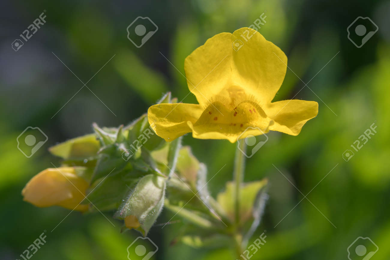 corolla flower