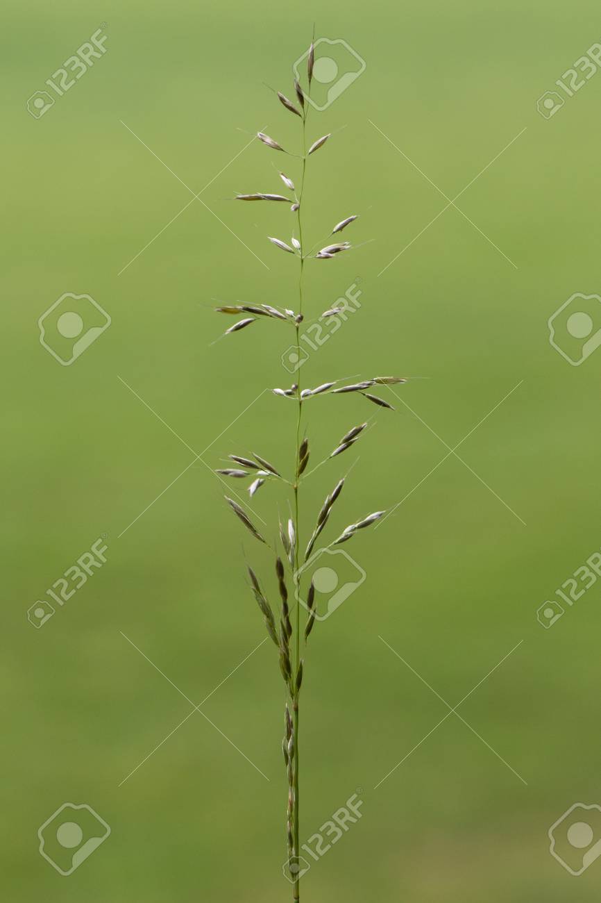 falsches gras elatius blühende falsches hafergras arrhenatherum elatius in blüte rispenhaufen von mehrjährigem gras das im elatius in falsches gras elatius blühende falsches hafergras arrhenatherum elatius in blüte rispenhaufen von mehrjährigem gras das im elatius in