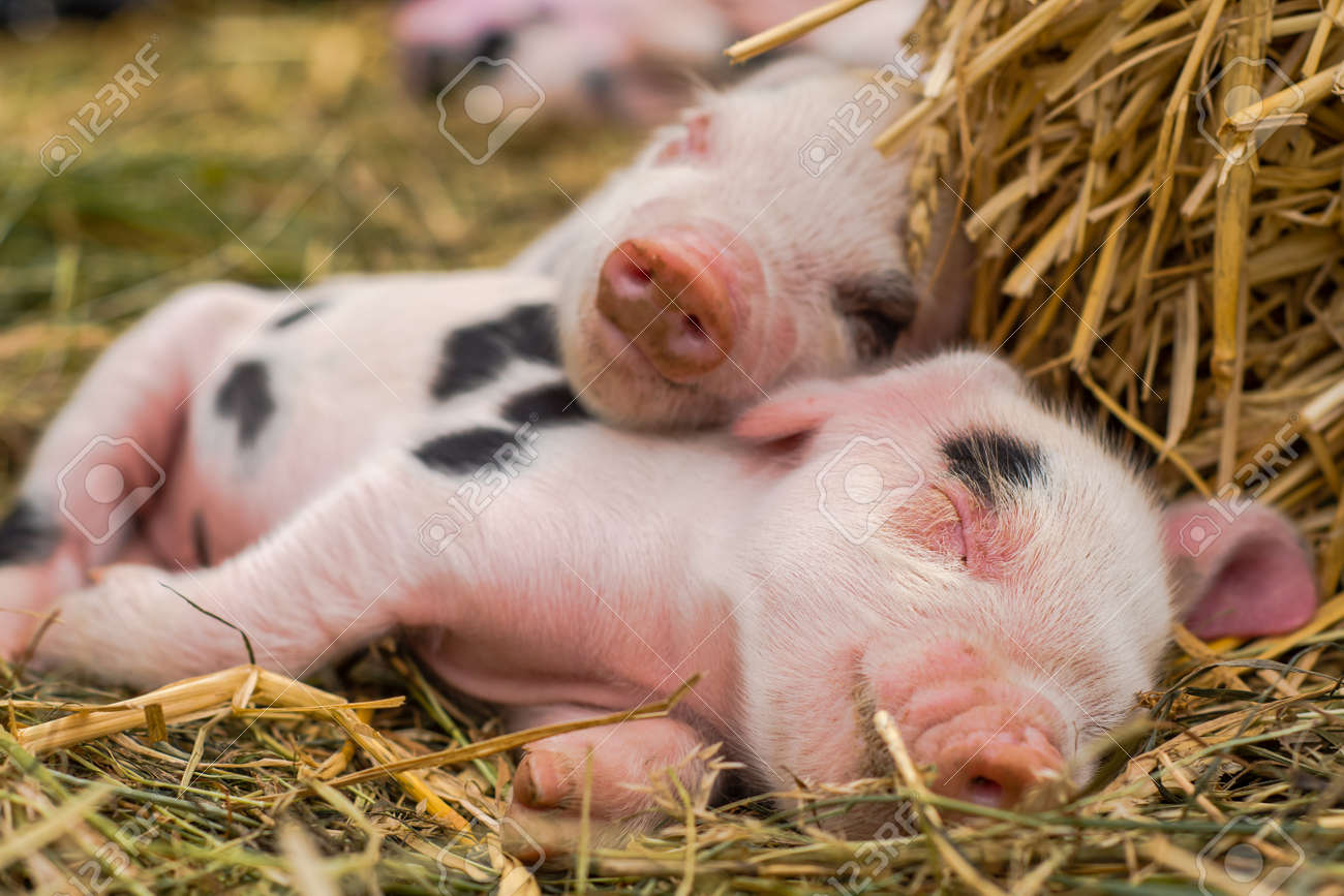 Oxford Sandy E Leitoes Pretos Dormindo Juntos Porcos Domesticos Com Quatro Dias De Idade Ao Ar Livre Com Manchas Pretas Na Pele Rosa Fotos Retratos Imagenes Y Fotografia De Archivo Libres De