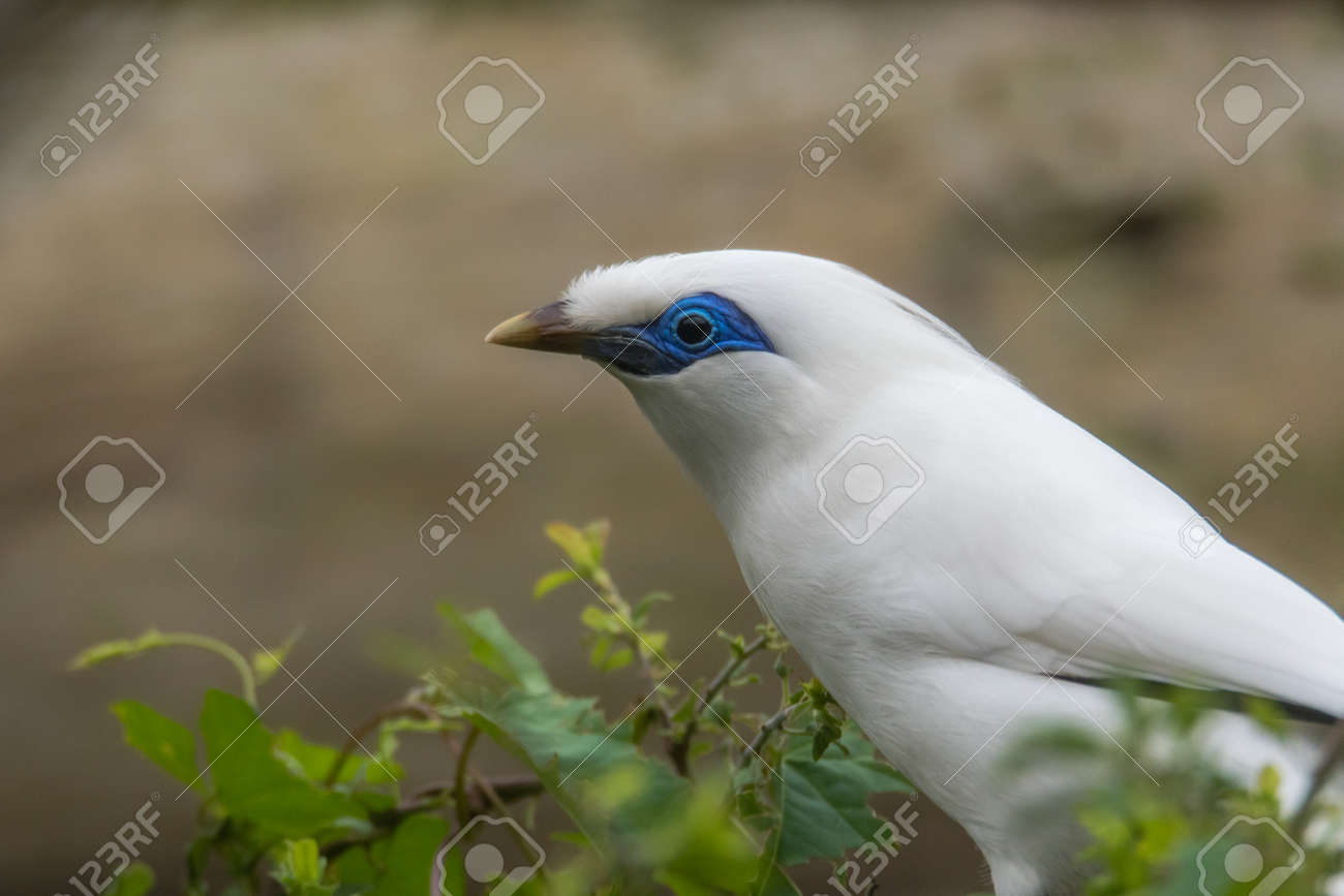 絶滅鳥の別名ロスチャイルドの九官鳥 カンムリシロムク またはバリ九官鳥 の写真素材 画像素材 Image 7470 絶滅鳥の別名ロスチャイルドの九官鳥 カンムリシロムク またはバリ九官鳥 の写真素材 画像素材 Image 7470