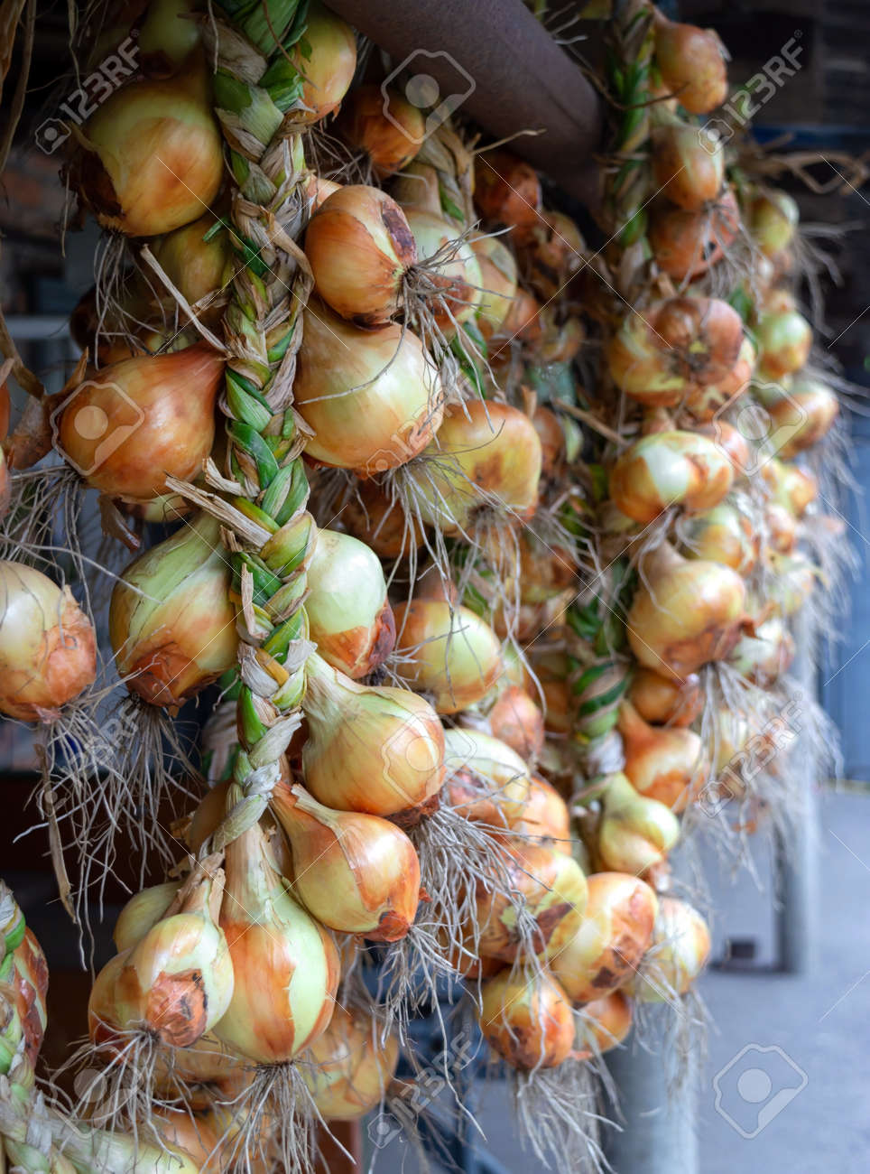 Los Bulbos De Cebolla Colgantes Están Atados En Un Montón. El De Secado De Cebollas Recién Retratos, Imágenes Y Fotografía De Archivo Libres De Image 151890982.