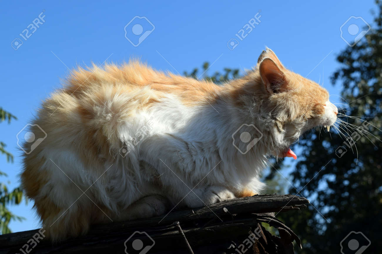 etiam-dictum-ipsum-a-felis