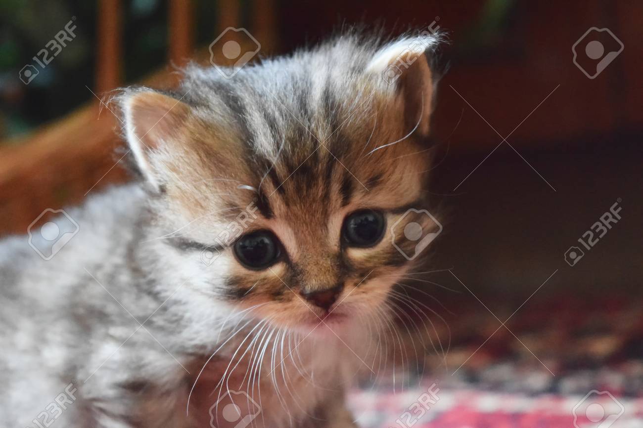 cute fluffy kittens at