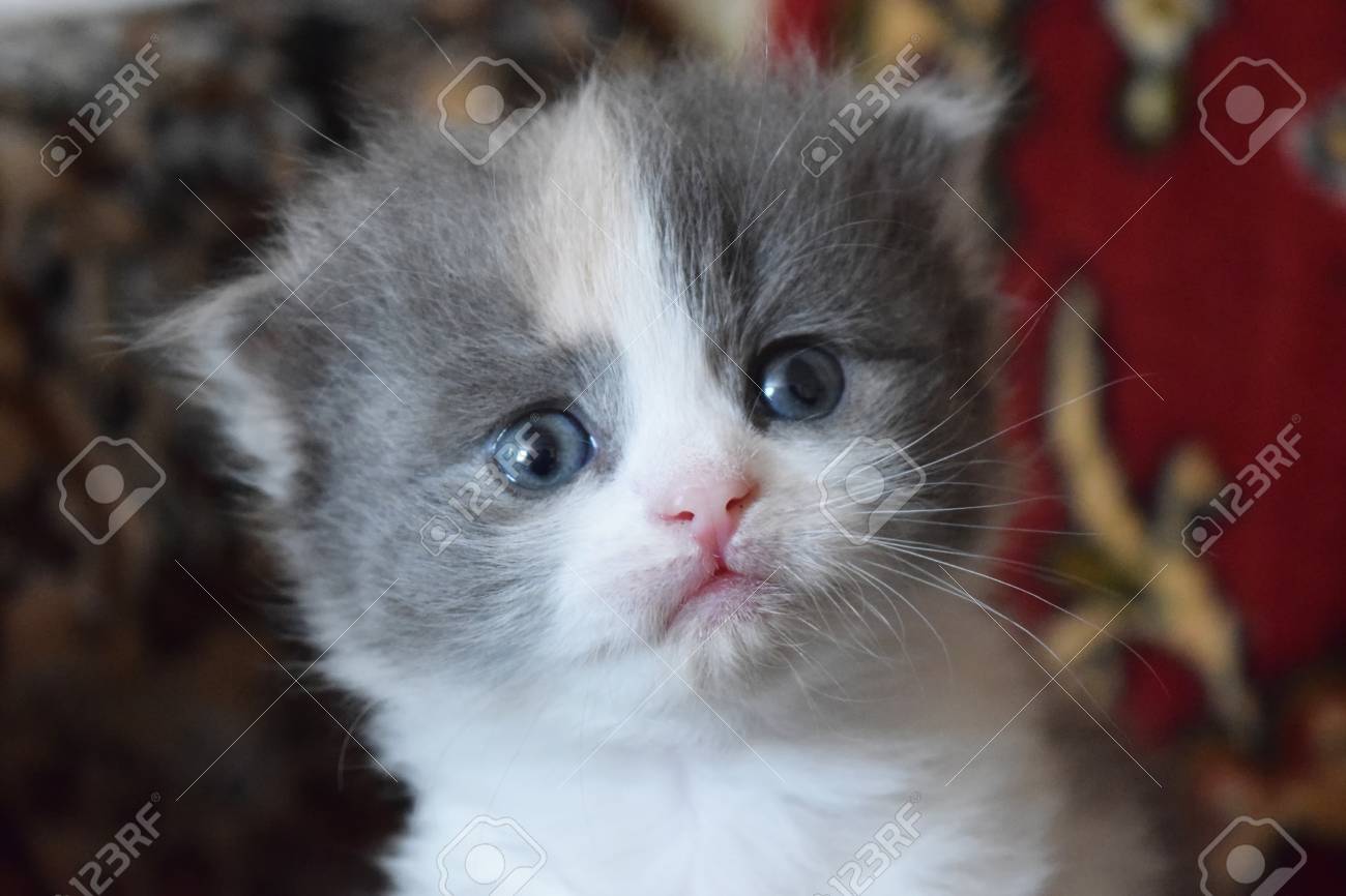 cute fluffy kittens at