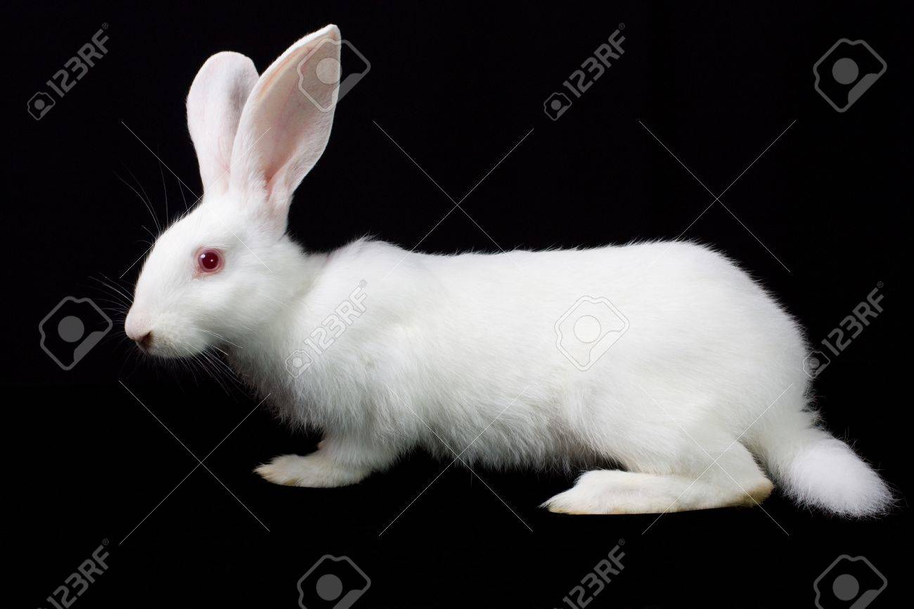 黒の背景に白のふわふわうさぎ の写真素材 画像素材 Image