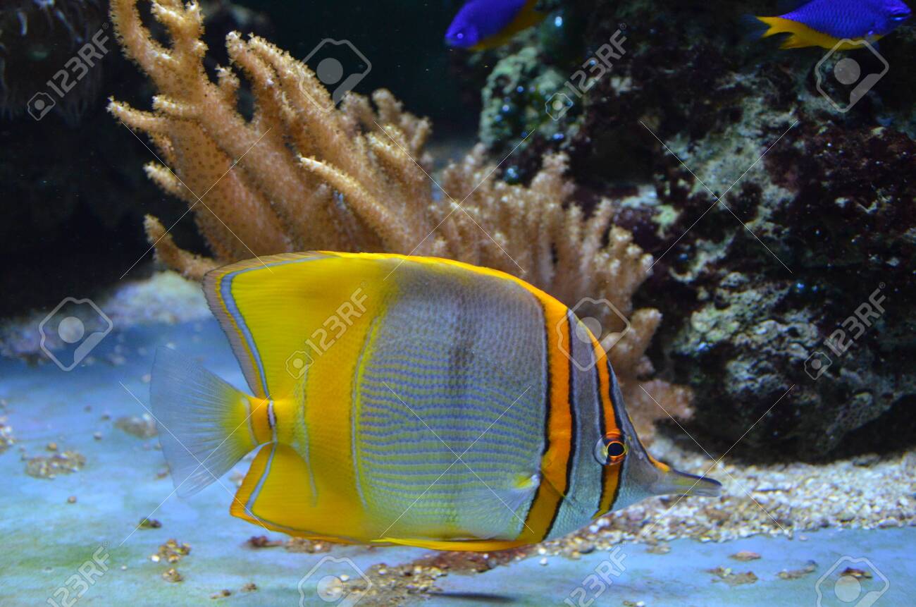 Copperband Butterflyfish Chelmon Rostratus Stock Photo Picture And Royalty Free Image Image 135739894