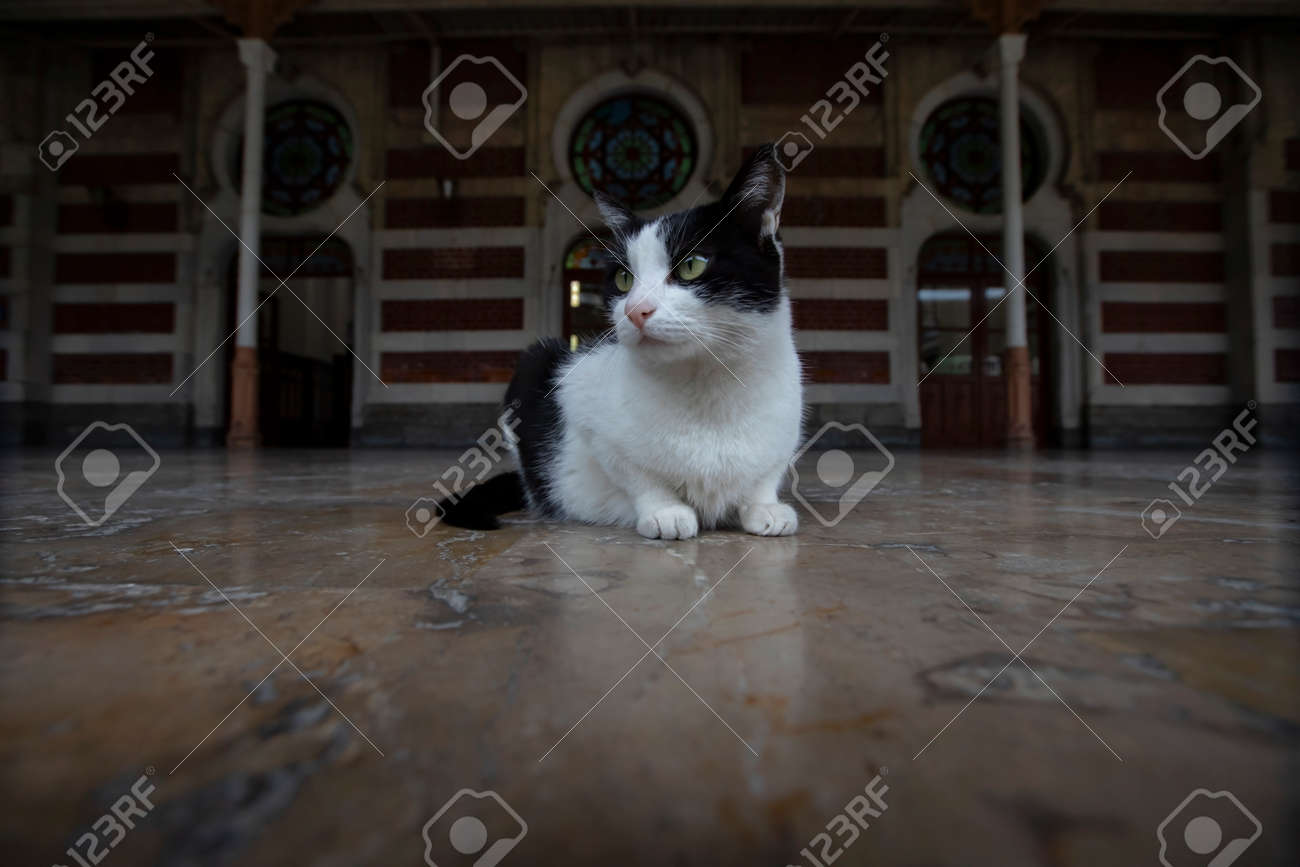 etiam-dictum-ipsum-a-felis