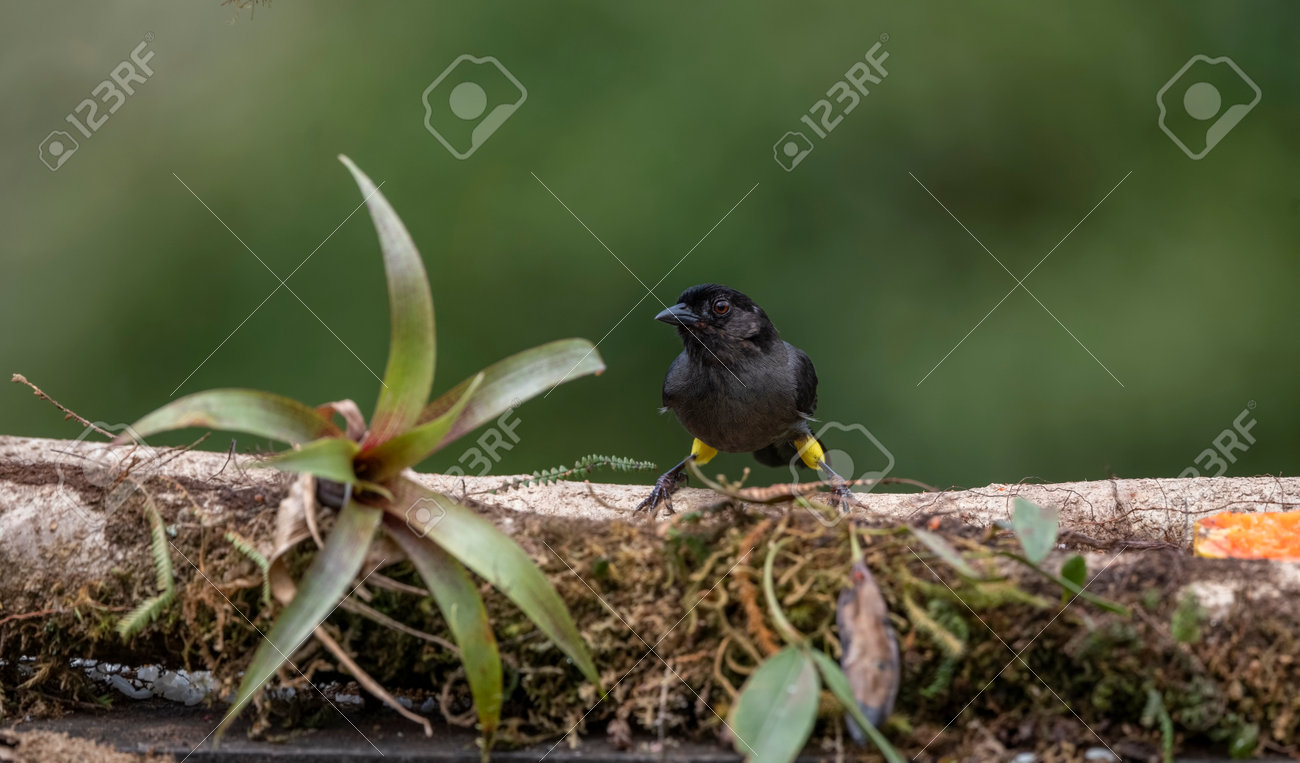 etiam-dictum-ipsum-a-felis