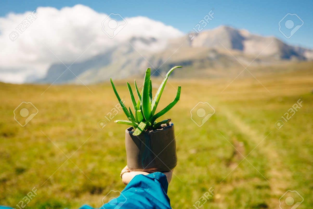 Aloe in a pot. Girl holding aloe flower in a pot in the foreground - 169729335 Aloe in a pot. Girl holding aloe flower in a pot in the foreground - 169729335