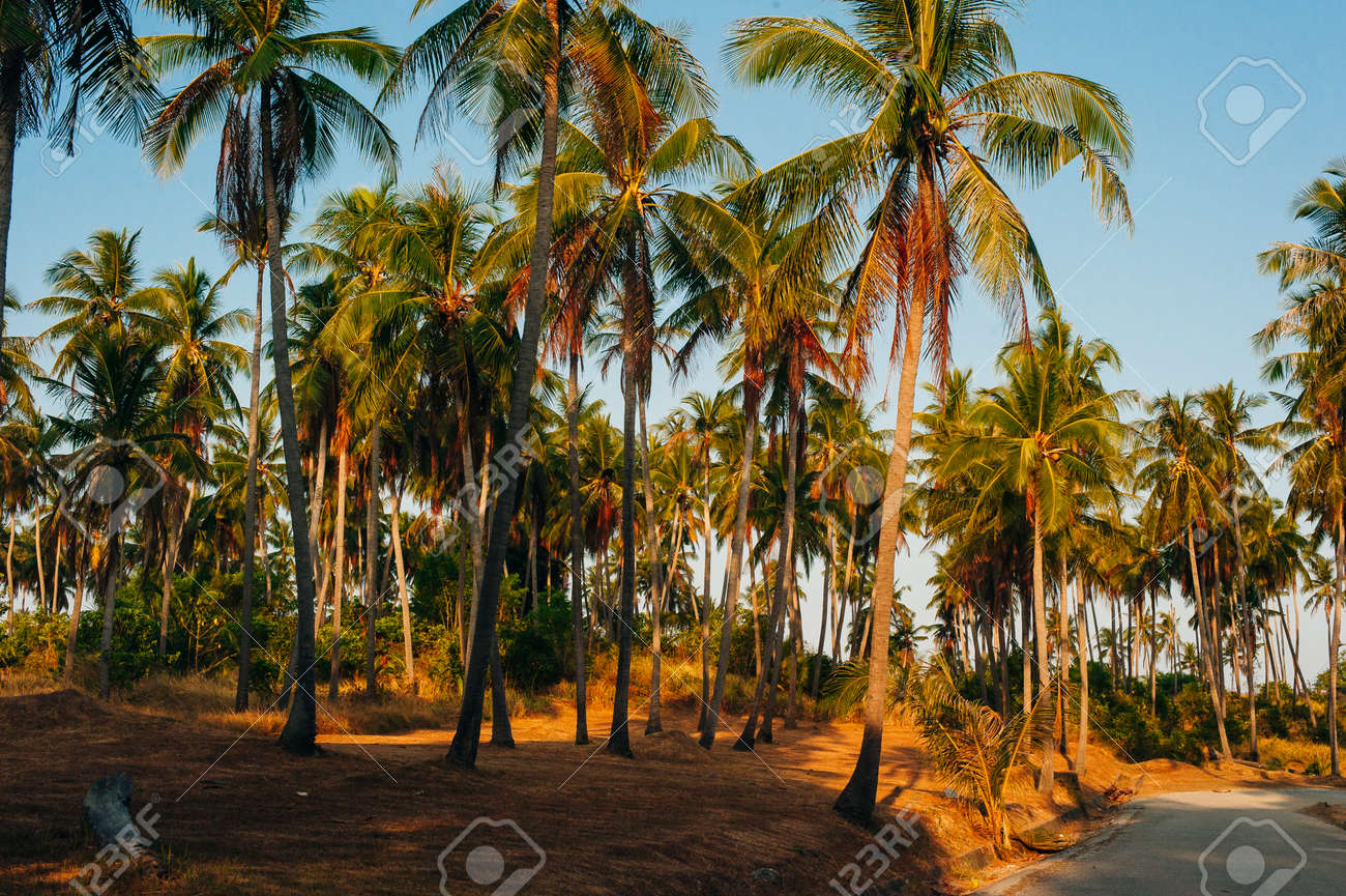 Wild tall green palms. Thailand Phuket island. Summer morning time. Landscape view. - 169711624 Wild tall green palms. Thailand Phuket island. Summer morning time. Landscape view. - 169711624