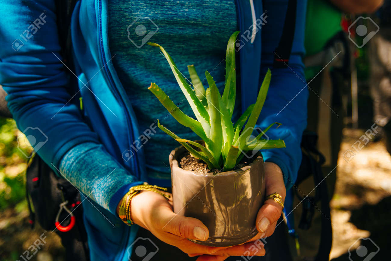 Aloe in a pot. Girl holding aloe flower in a pot in the foreground - 169531159 Aloe in a pot. Girl holding aloe flower in a pot in the foreground - 169531159