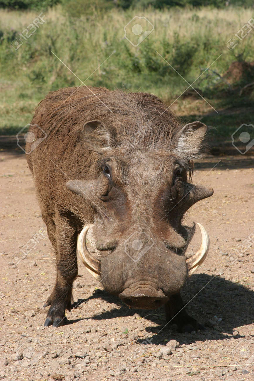 野生のイノシシの牙を持つの写真素材・画像素材 Image 234880