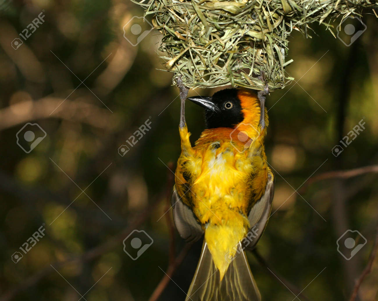 etiam-dictum-ipsum-a-felis