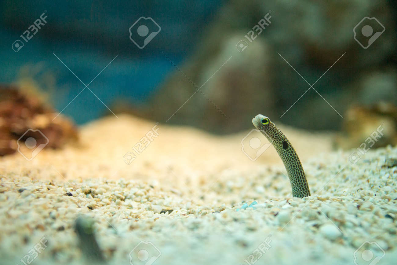 Spotted garden eel