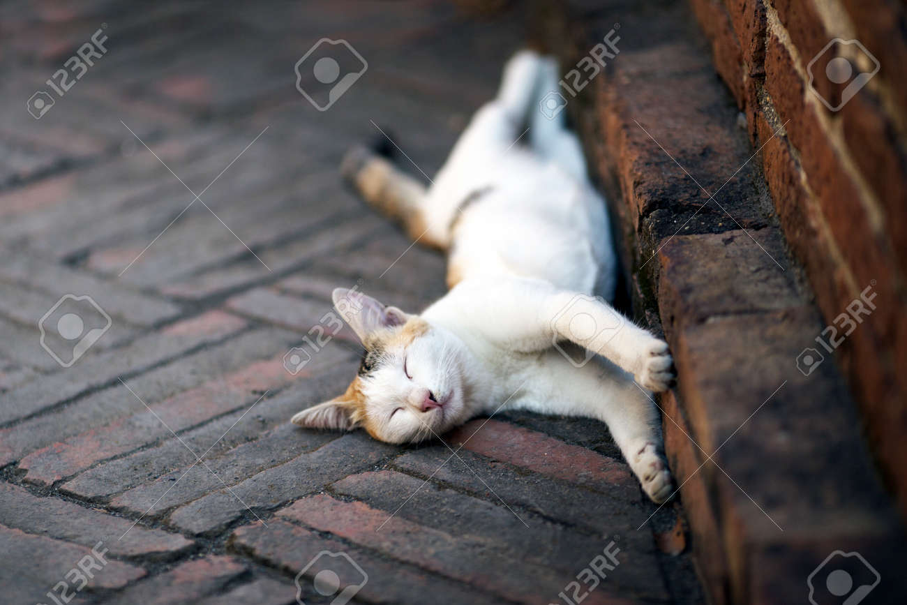 etiam-dictum-ipsum-a-felis