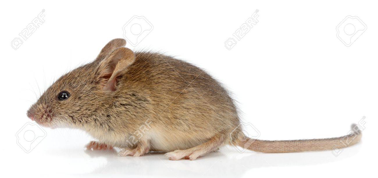 Vue De Cote D Une Souris Domestique Mus Musculus Banque D Images Et Photos Libres De Droits Image