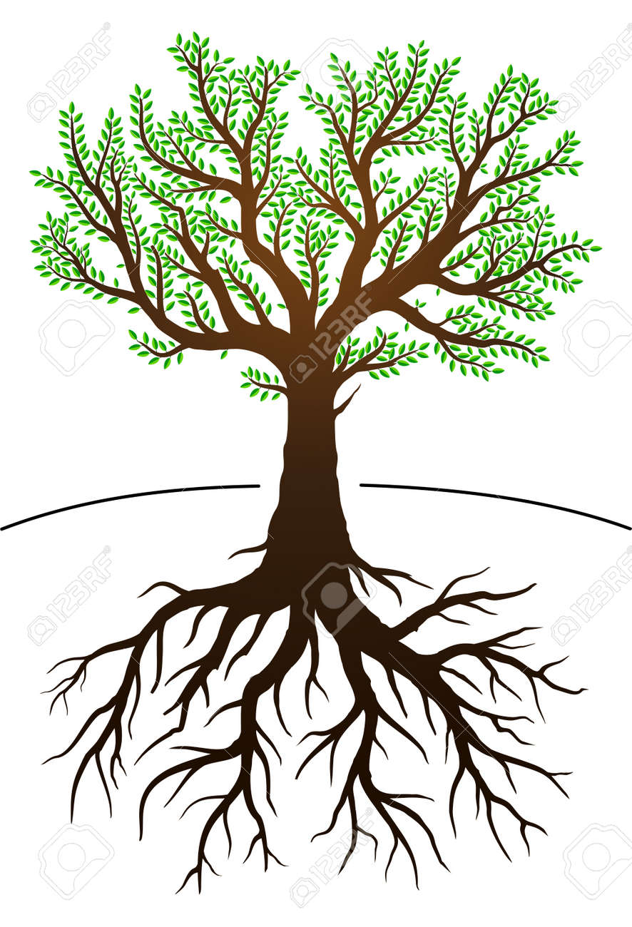 ilustración del árbol con hojas verdes y raíces ilustraciones