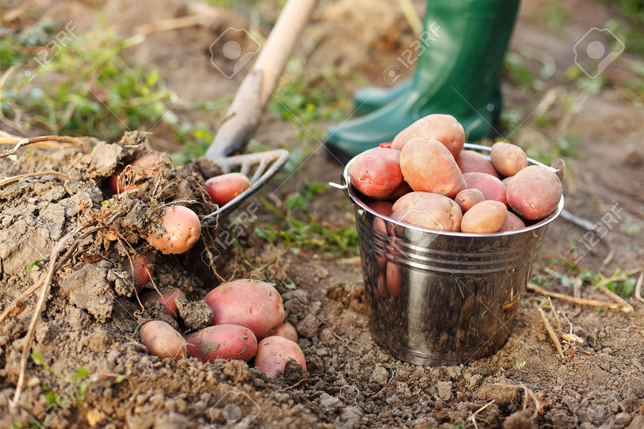 Agriculteur Déterrer La Récolte De Pommes De Terre Banque D'Images et  Photos Libres De Droits. Image 22099867