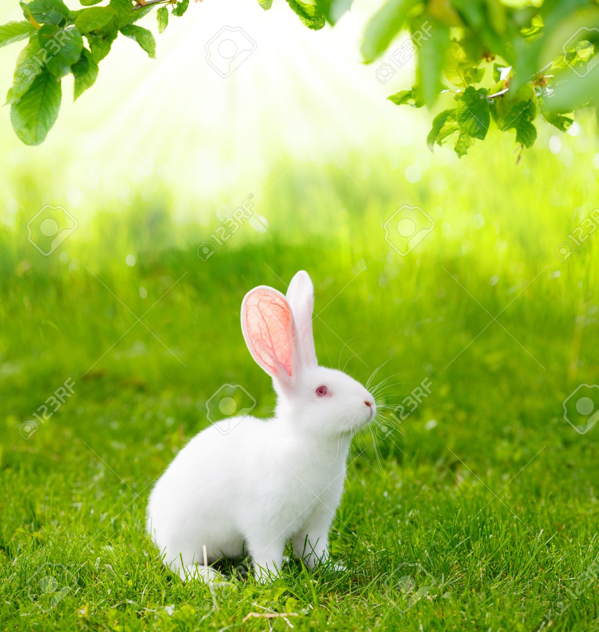 rabbit green