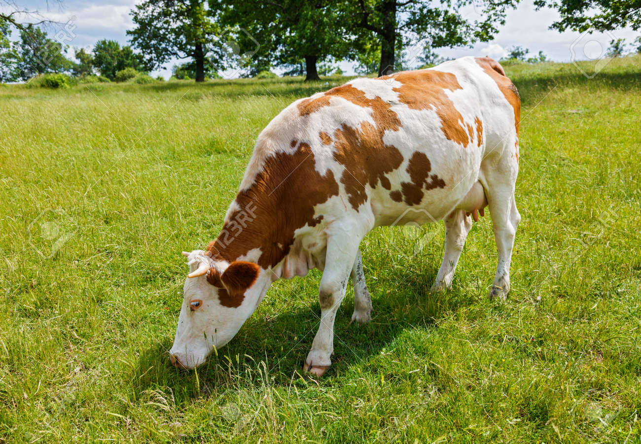 MADARA COW 注文 彫刻・オブジェ MADARA COW MADARA COW 彫刻・オブジェ