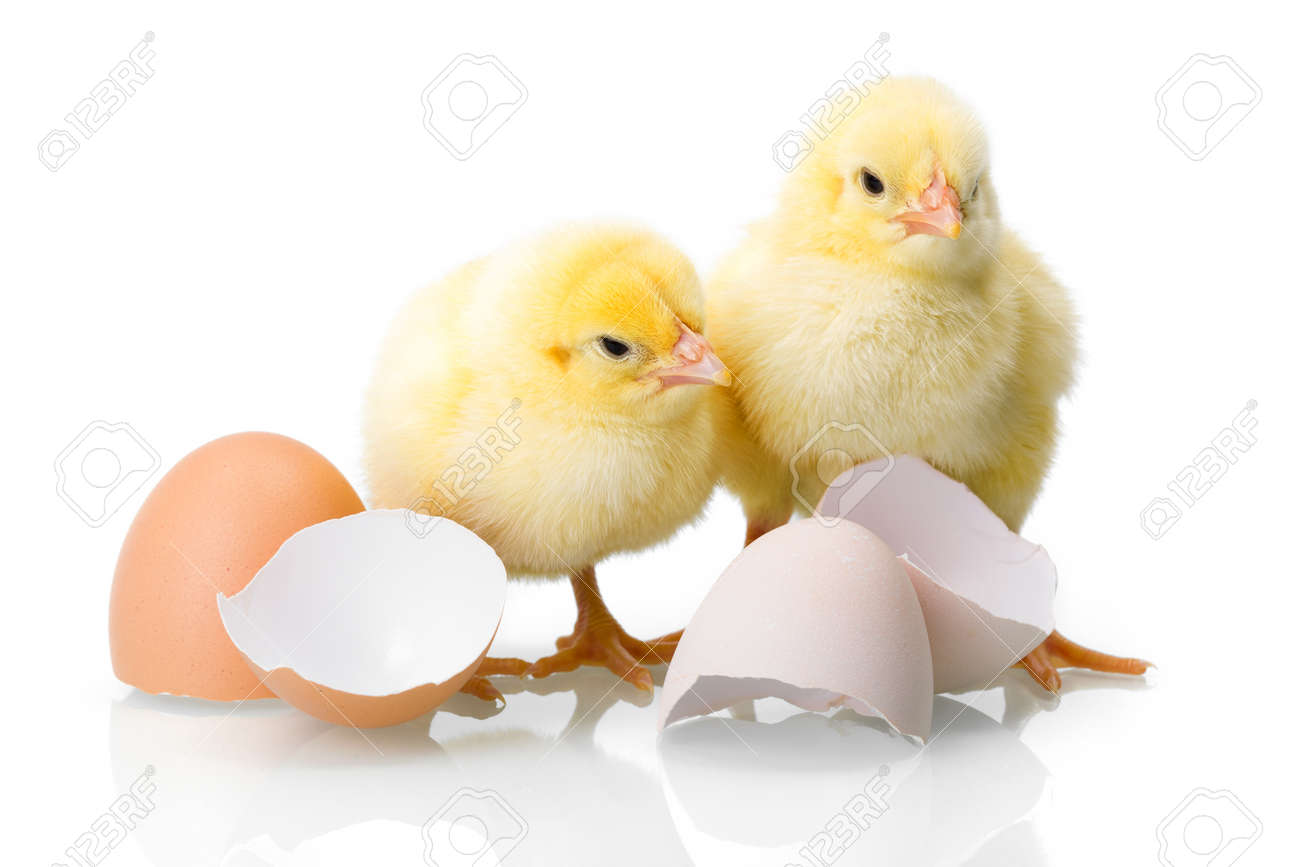 Yellow newborn chickens with broken egg shells on white - 42379198 Yellow newborn chickens with broken egg shells on white - 42379198