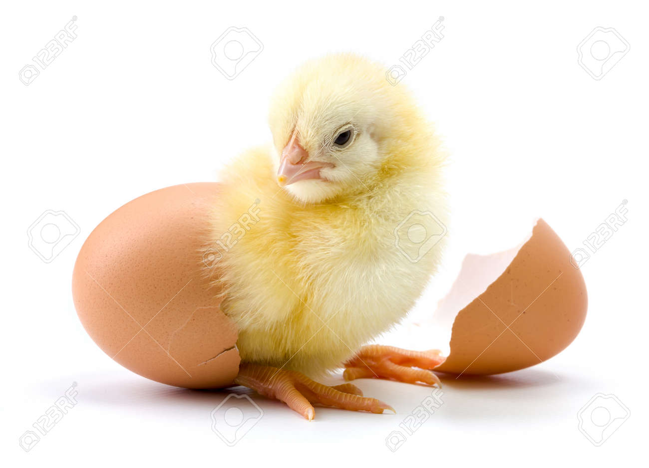 Yellow chicken hatching from egg on white background - 42379200 Yellow chicken hatching from egg on white background - 42379200
