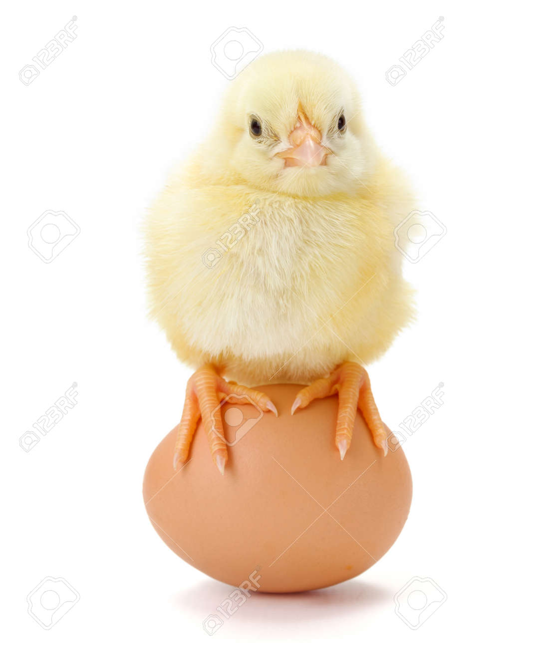 Little newborn chicken sitting on whole egg - 63159377 Little newborn chicken sitting on whole egg - 63159377