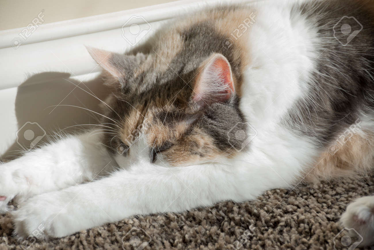 adult calico cat