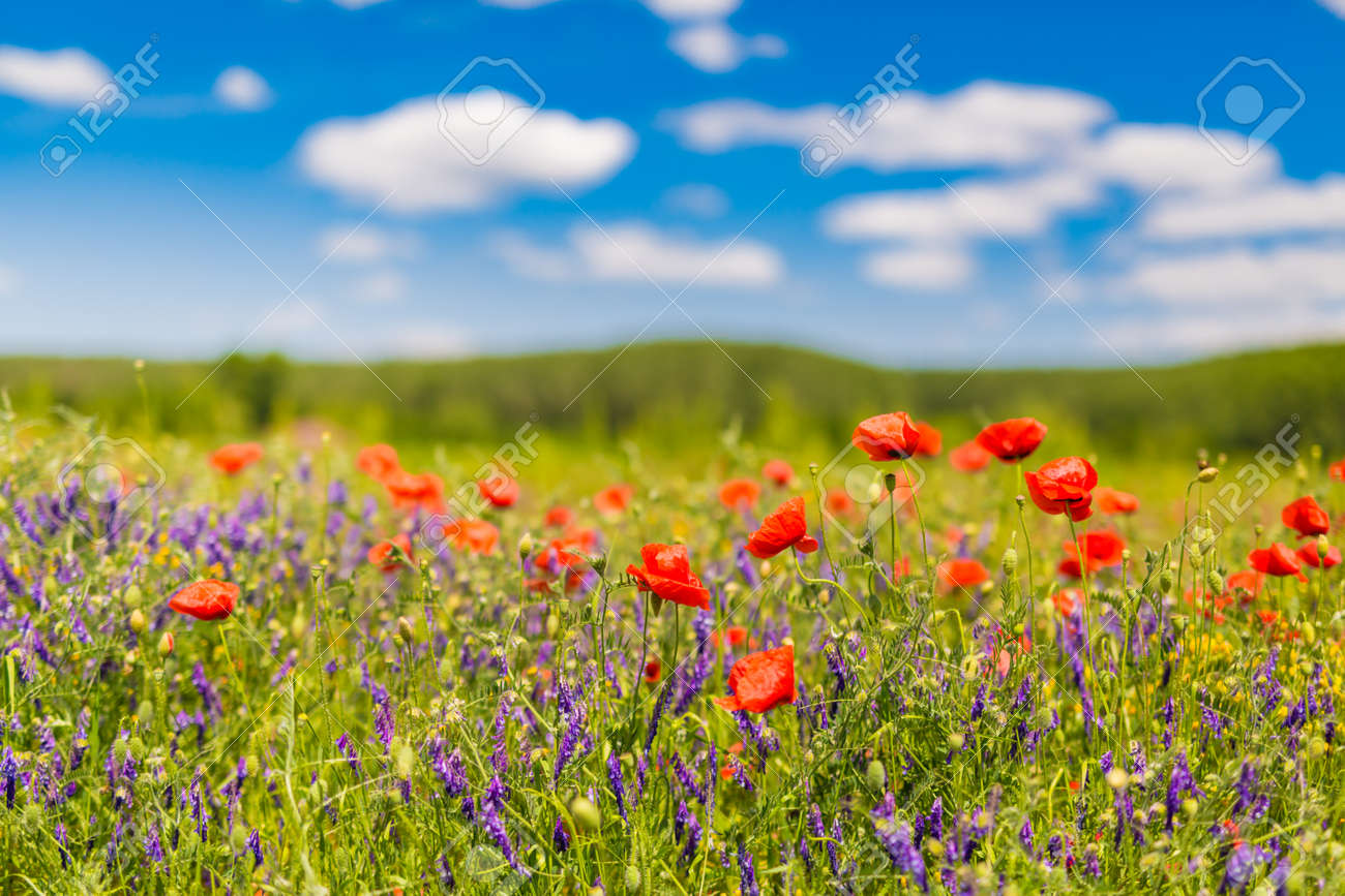beautiful summer flowers nature landscape field of red poppy colorful nature pictures