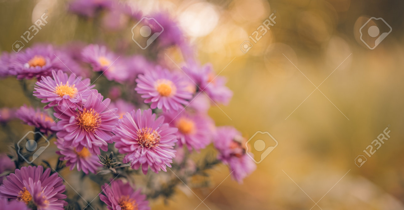 Romantic Lovely Pink Flowers Summer Spring Close-up. Peaceful Dreamy Beauty  Of Nature. Idyllic Warm Sunset Blurred Forest Field Landscape. Blooming  Flowers, Bokeh Background Stock Photo, Picture and Royalty Free Image.  Image 208148610., image size:1300x676