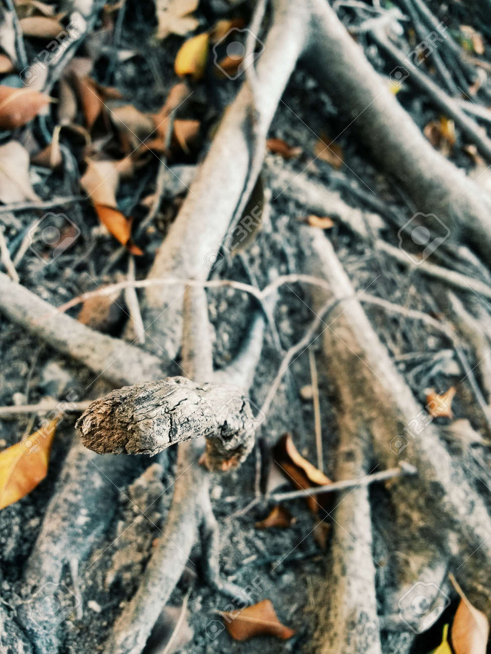 etiam-dictum-ipsum-a-felis