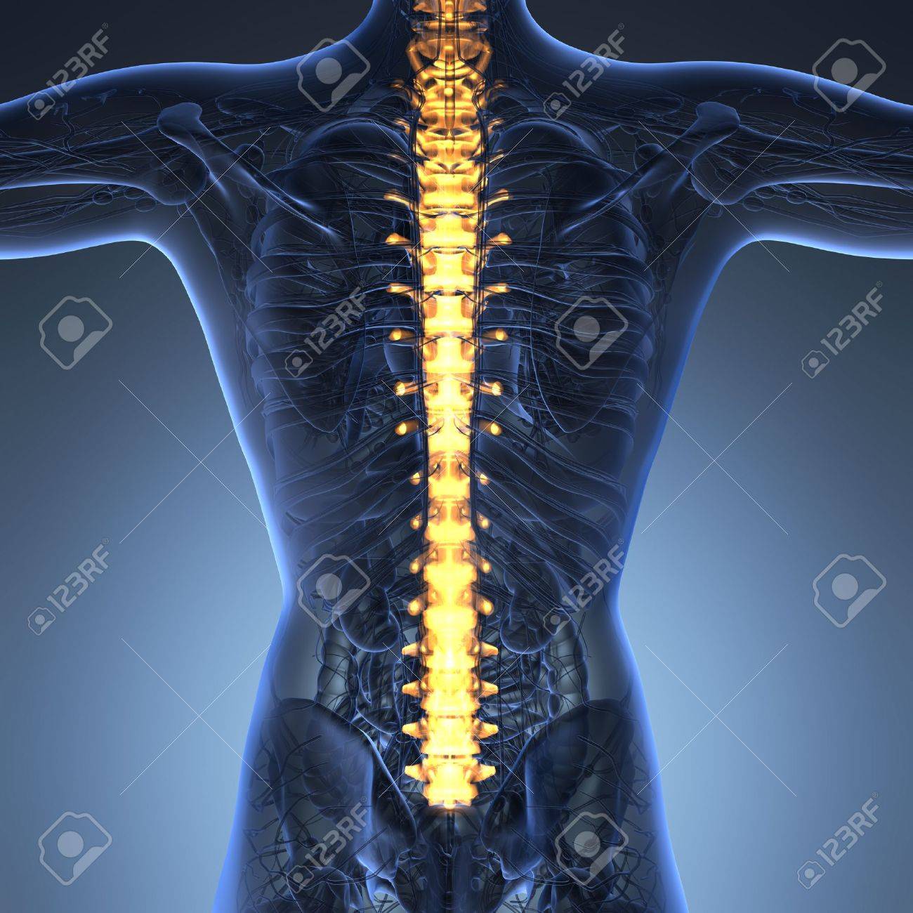 人間の腰痛と背中の痛み背骨と脊柱を示す上半身ボディ骨格と の写真素材 画像素材 Image