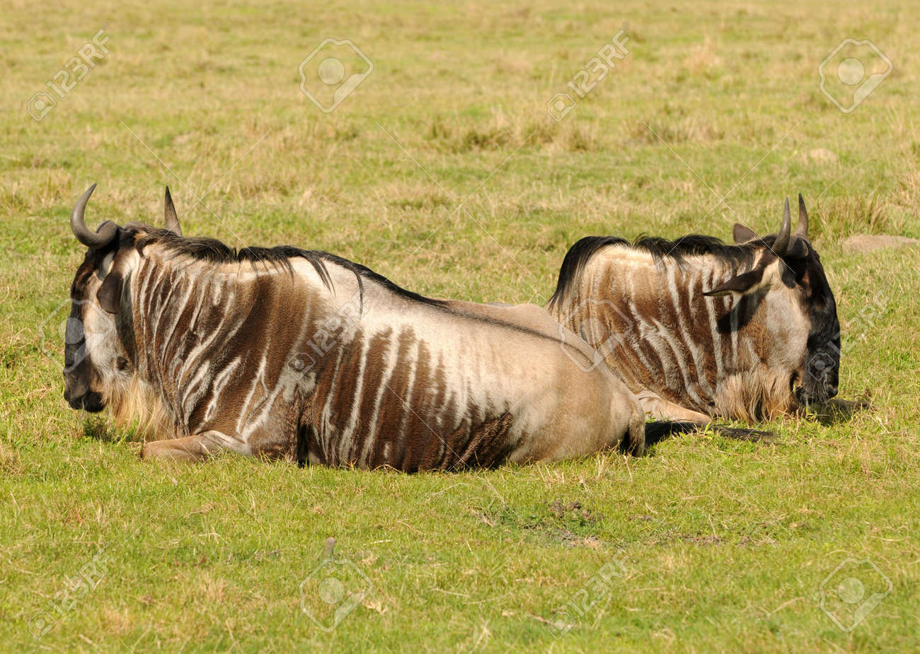 Grosse Und Schwere Antilope Gnu Gnu Ruhestatte Lizenzfreie Fotos Bilder Und Stock Fotografie Image