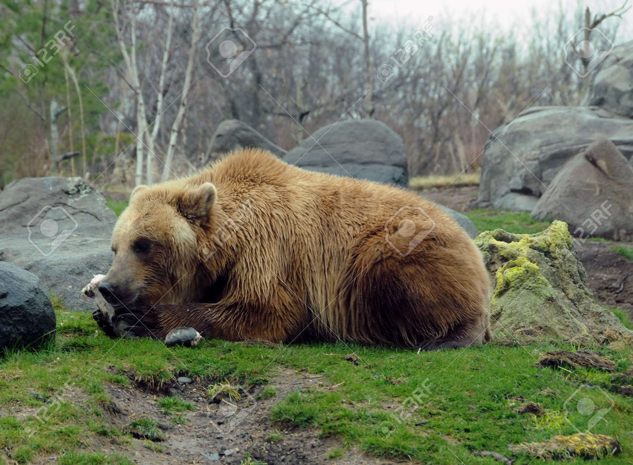 ロシア カムチャッカ半島に巨大なクマ の写真素材 画像素材 Image