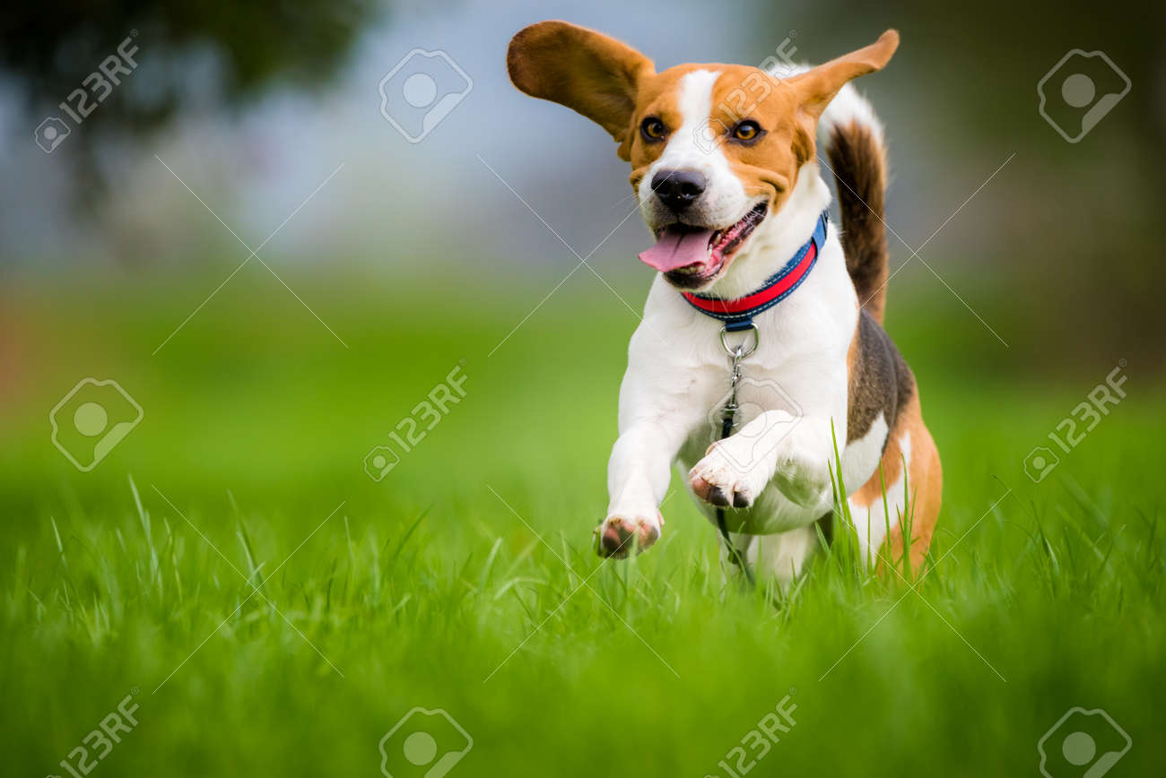 viaguard dog dna test australia