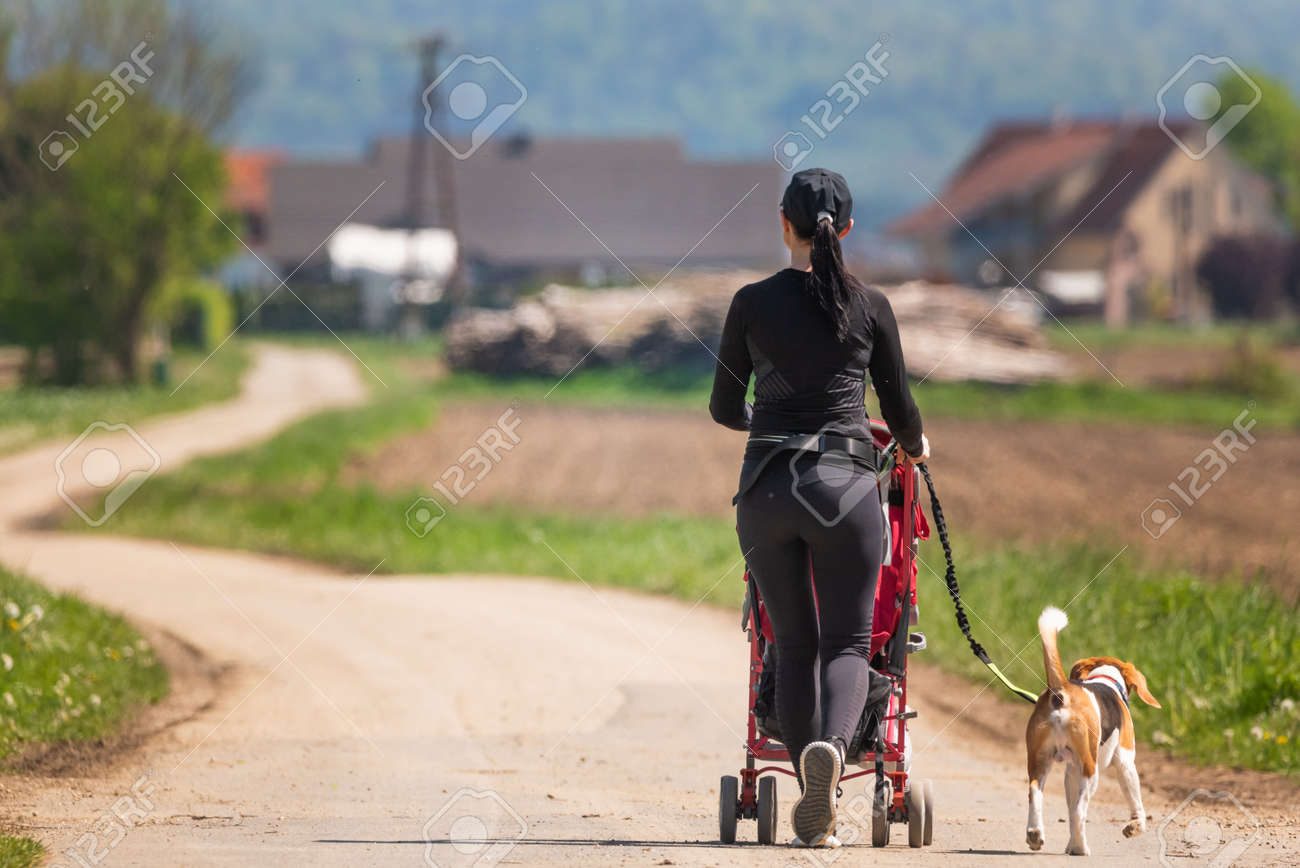 dog walking stroller