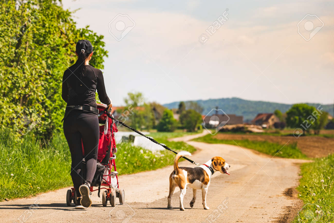 dog walking stroller