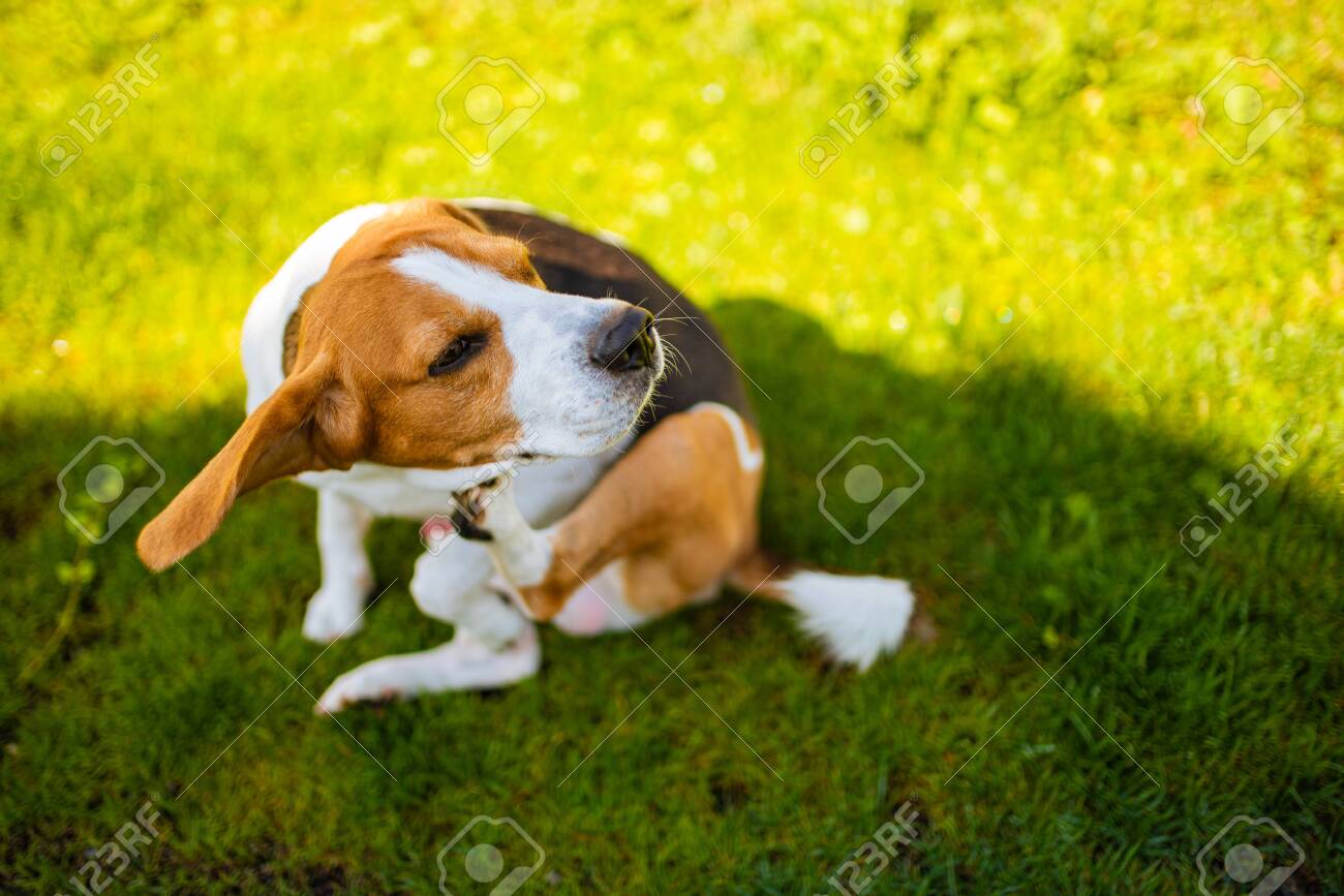 Beagle dog scratching himself in garden. Dog on grass in shade. Skin rush concept - 128839771 Beagle dog scratching himself in garden. Dog on grass in shade. Skin rush concept - 128839771