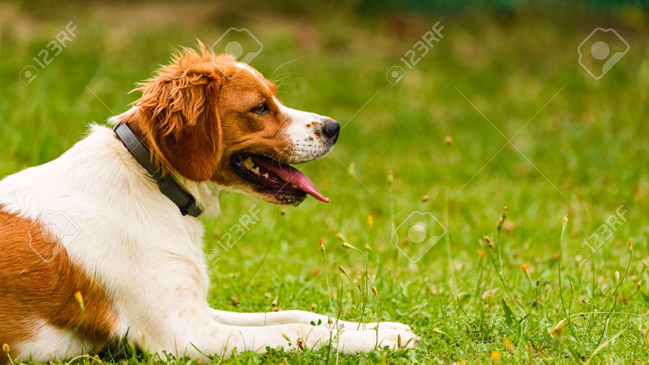 Epagneul Breton Spaniel Breton Brittany Spaniel Bretonischer Stock Photo Picture And Royalty Free Image Image 133837417