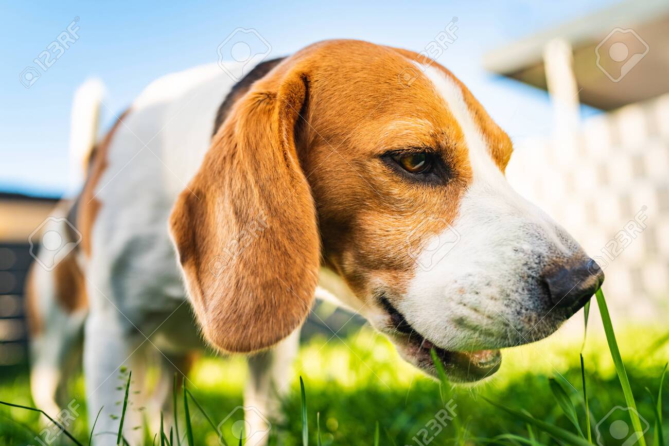 beagle dogs