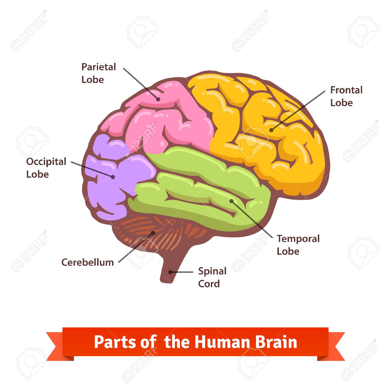 Colored And Labeled Human Brain Diagram. Flat Vector ...