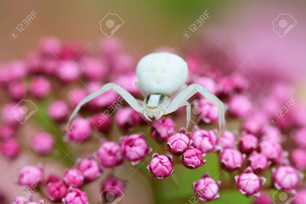 白いクモ カニ スパイダー カニグモ科 ライラック花のマクロ の写真素材 画像素材 Image